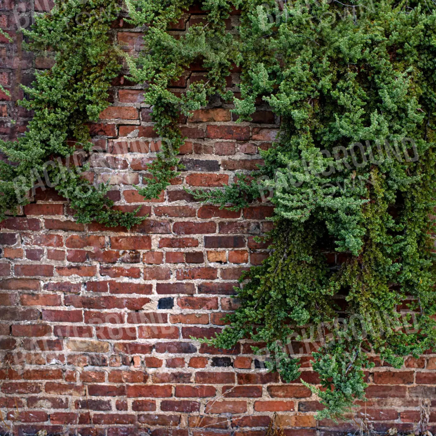 Growth On Brick 8X8 Fleece ( 96 X Inch ) Backdrop