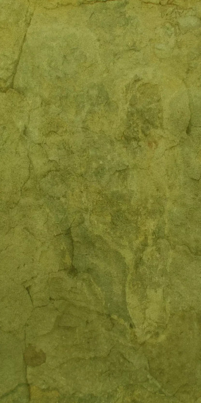 Guacamole 10X20 Ultracloth ( 120 X 240 Inch ) Backdrop