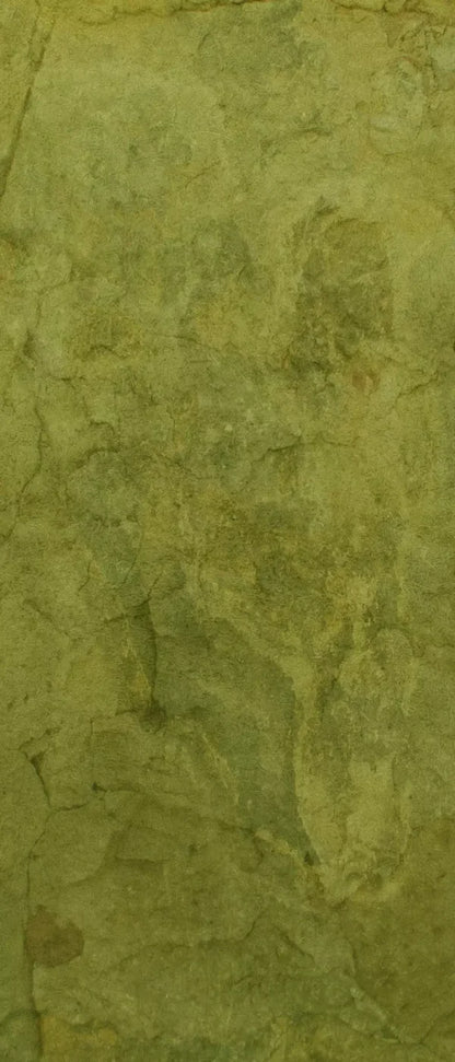 Guacamole 5X12 Ultracloth For Westcott X-Drop ( 60 X 144 Inch ) Backdrop