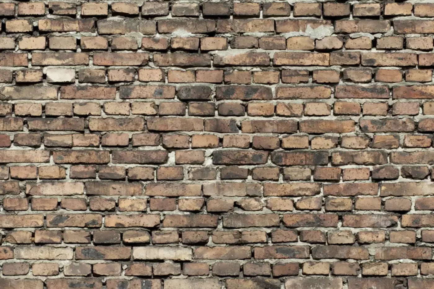 Guard Backdrop
