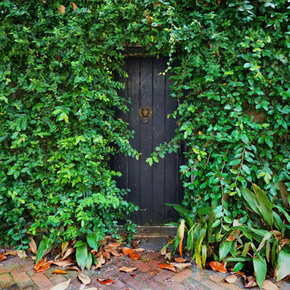 Hidden Door 10’X10’ Ultracloth (120 X Inch) Backdrop