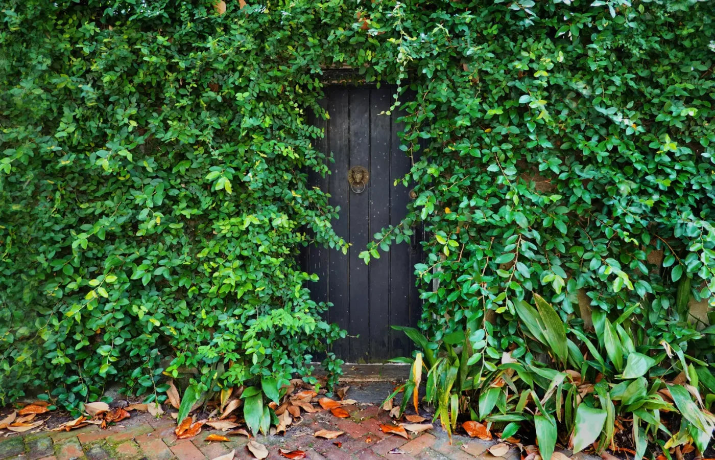 Hidden Door 12’X8’ Ultracloth (144 X 96 Inch) Backdrop
