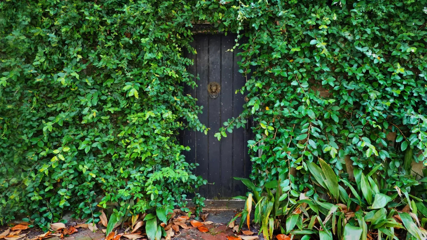 Hidden Door 14’X8’ Ultracloth (168 X 96 Inch) Backdrop