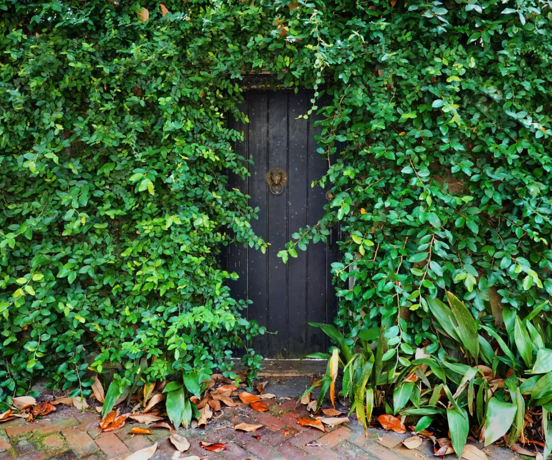 Hidden Door 5’X4’2’’ Fleece (60 X 50 Inch) Backdrop