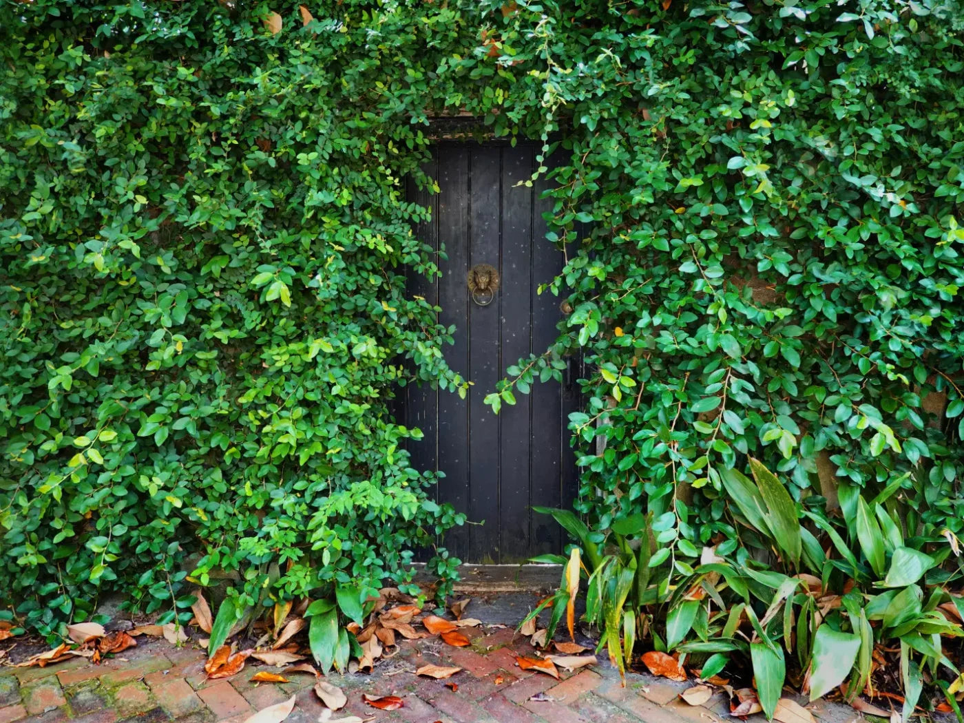 Hidden Door 7’X5’ Ultracloth (84 X 60 Inch) Backdrop