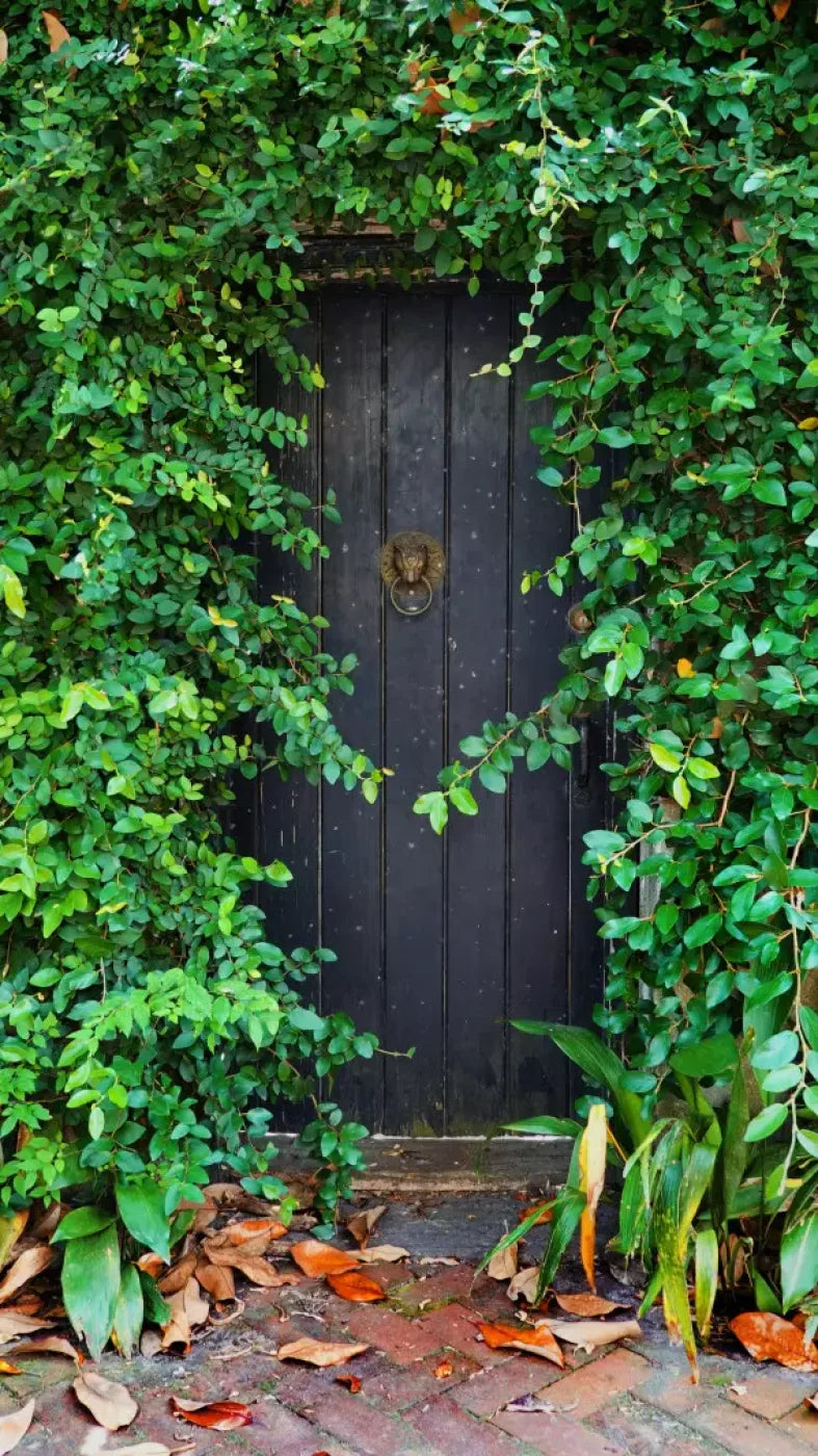 Hidden Door 8’X14’ Ultracloth (96 X 168 Inch) Backdrop