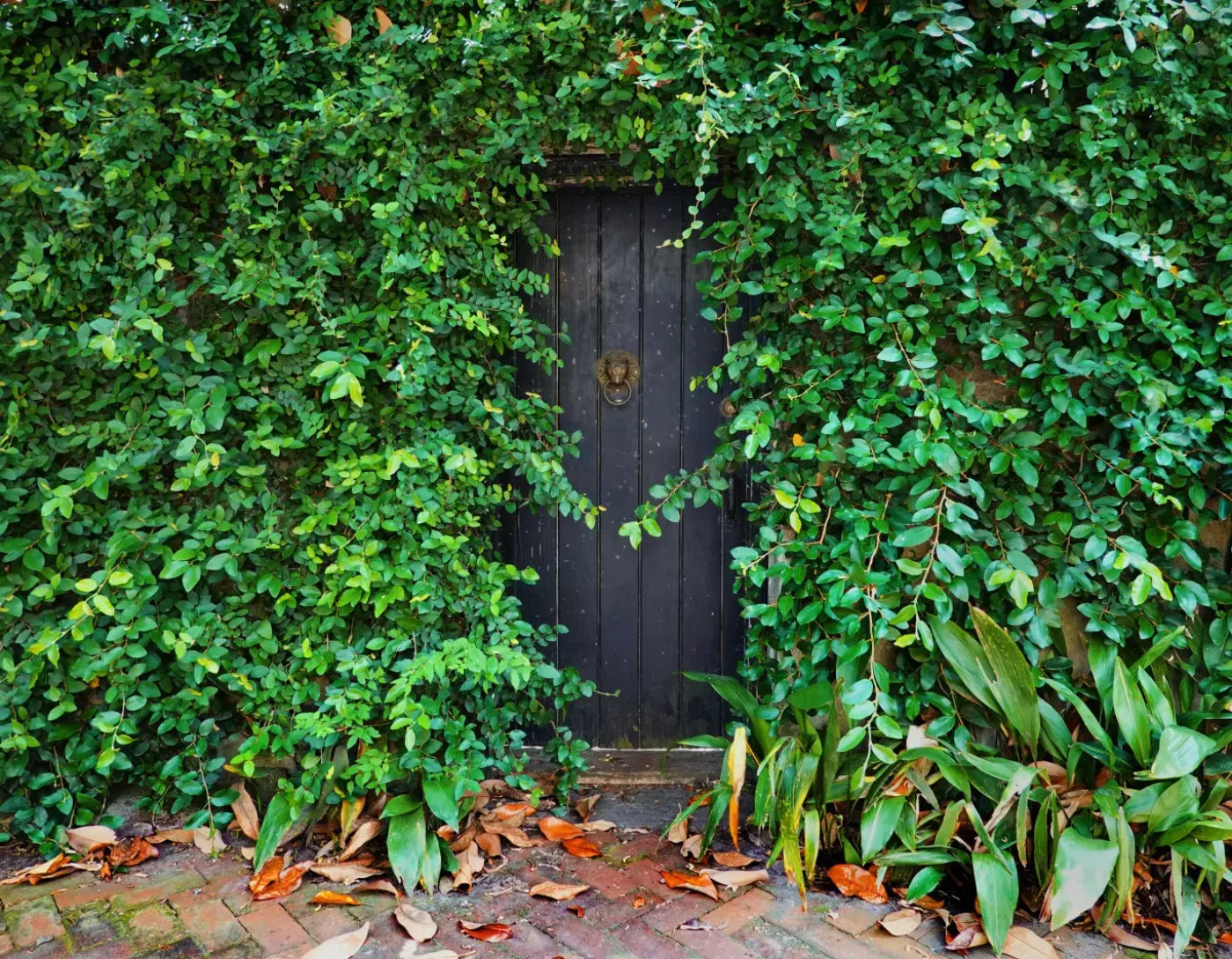 Hidden Door 8’X6’ Fleece (96 X 72 Inch) Backdrop