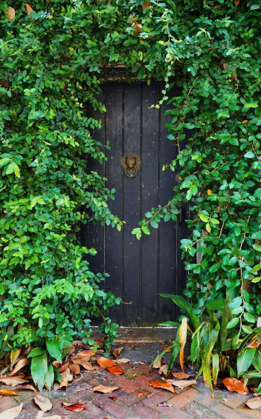 Hidden Door 9’X14’ Ultracloth (108 X 168 Inch) Backdrop