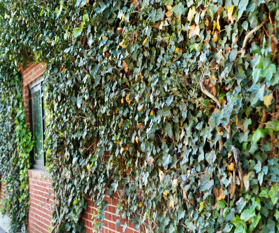 Ivy growing on brick urban wall Backdrop for Photography
