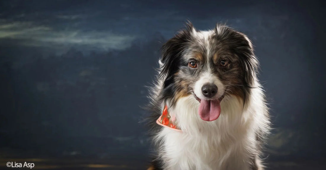 Landscape I Backdrop