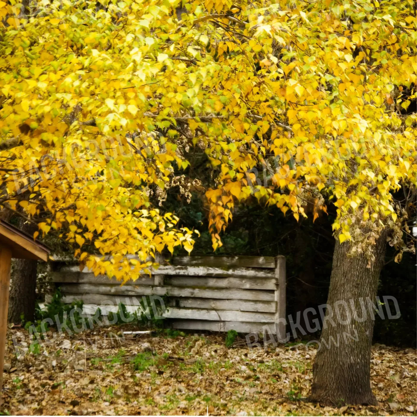 Leaves Fall 10X10 Ultracloth ( 120 X Inch ) Backdrop