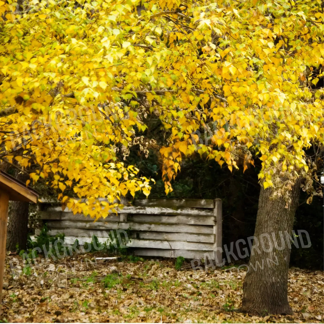 Yellow Autumn Backdrop for Photography