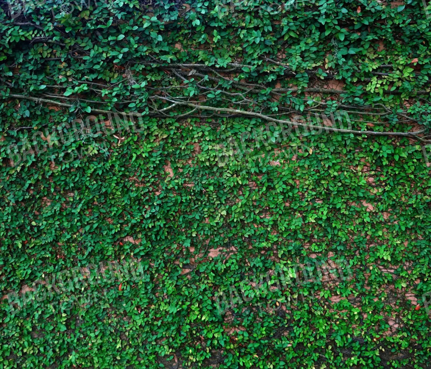 Let It Grow 12X10 Ultracloth ( 144 X 120 Inch ) Backdrop