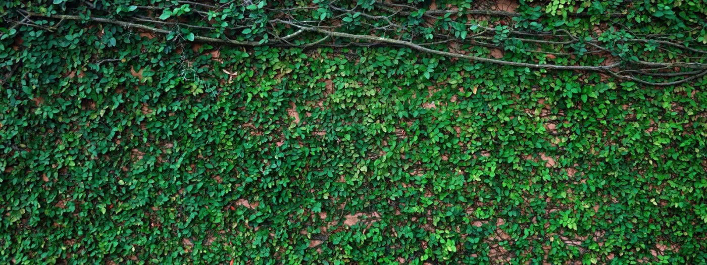 Let It Grow 20X8 Ultracloth ( 240 X 96 Inch ) Backdrop