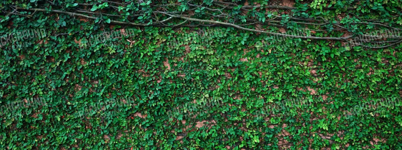 Let It Grow 20X8 Ultracloth ( 240 X 96 Inch ) Backdrop