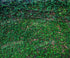 Green Nature Backdrop for Photography