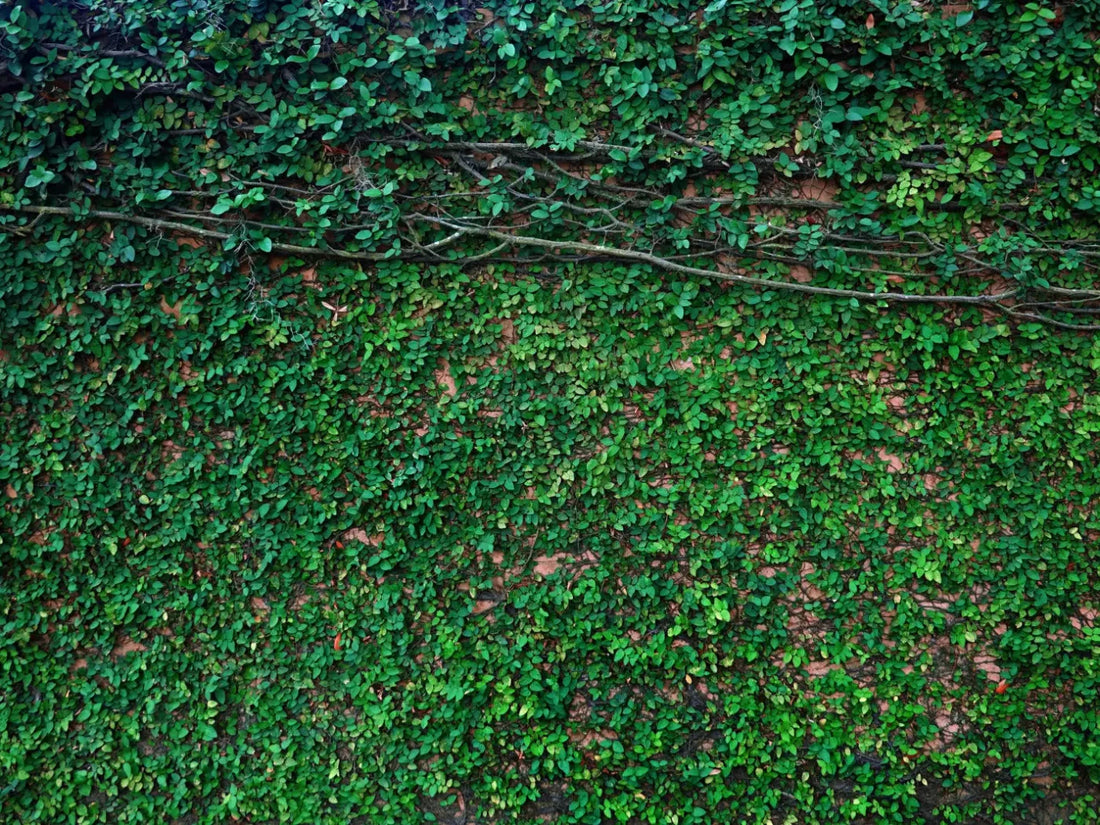 Let It Grow 68X5 Fleece ( 80 X 60 Inch ) Backdrop