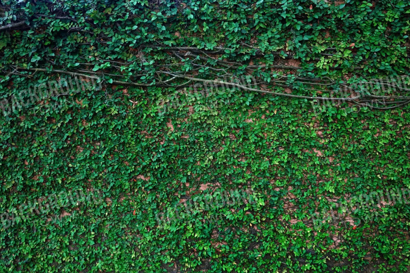 Let It Grow 8X5 Ultracloth ( 96 X 60 Inch ) Backdrop