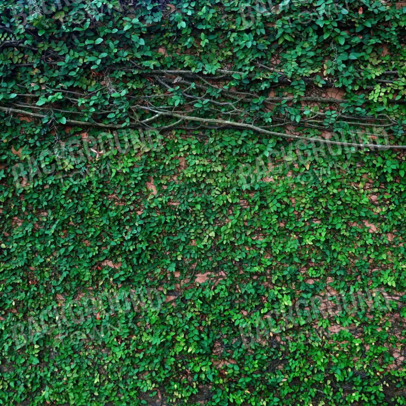 Let It Grow 8X8 Fleece ( 96 X Inch ) Backdrop