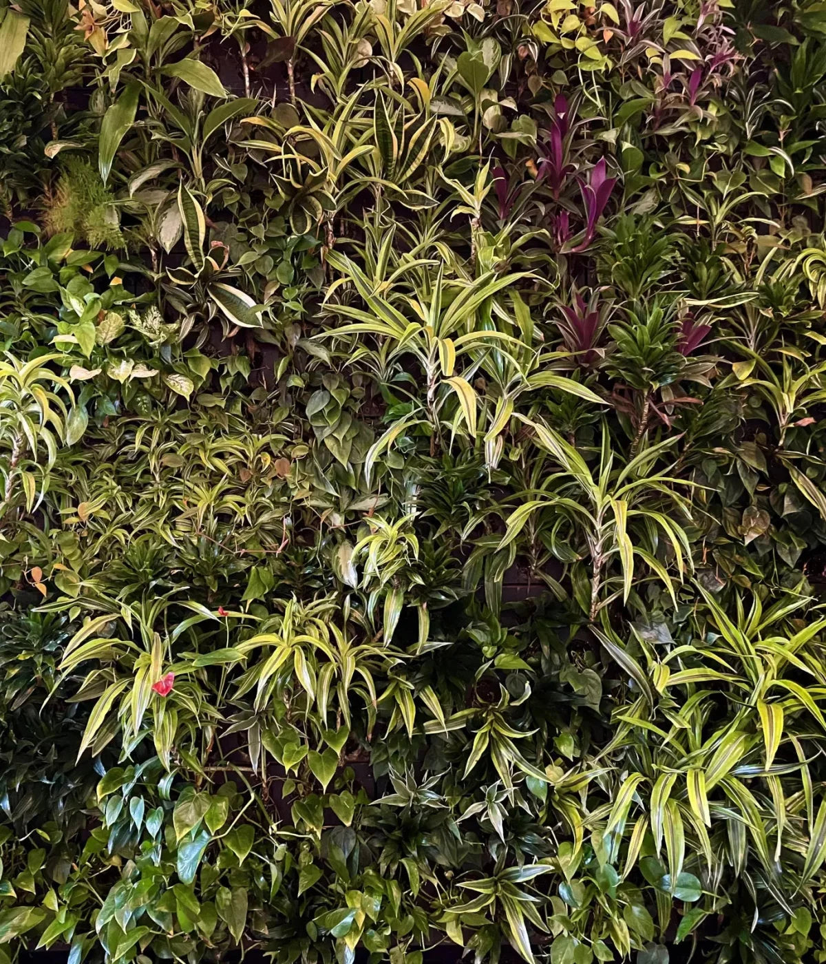 Living Wall 10X12 Ultracloth ( 120 X 144 Inch ) Backdrop