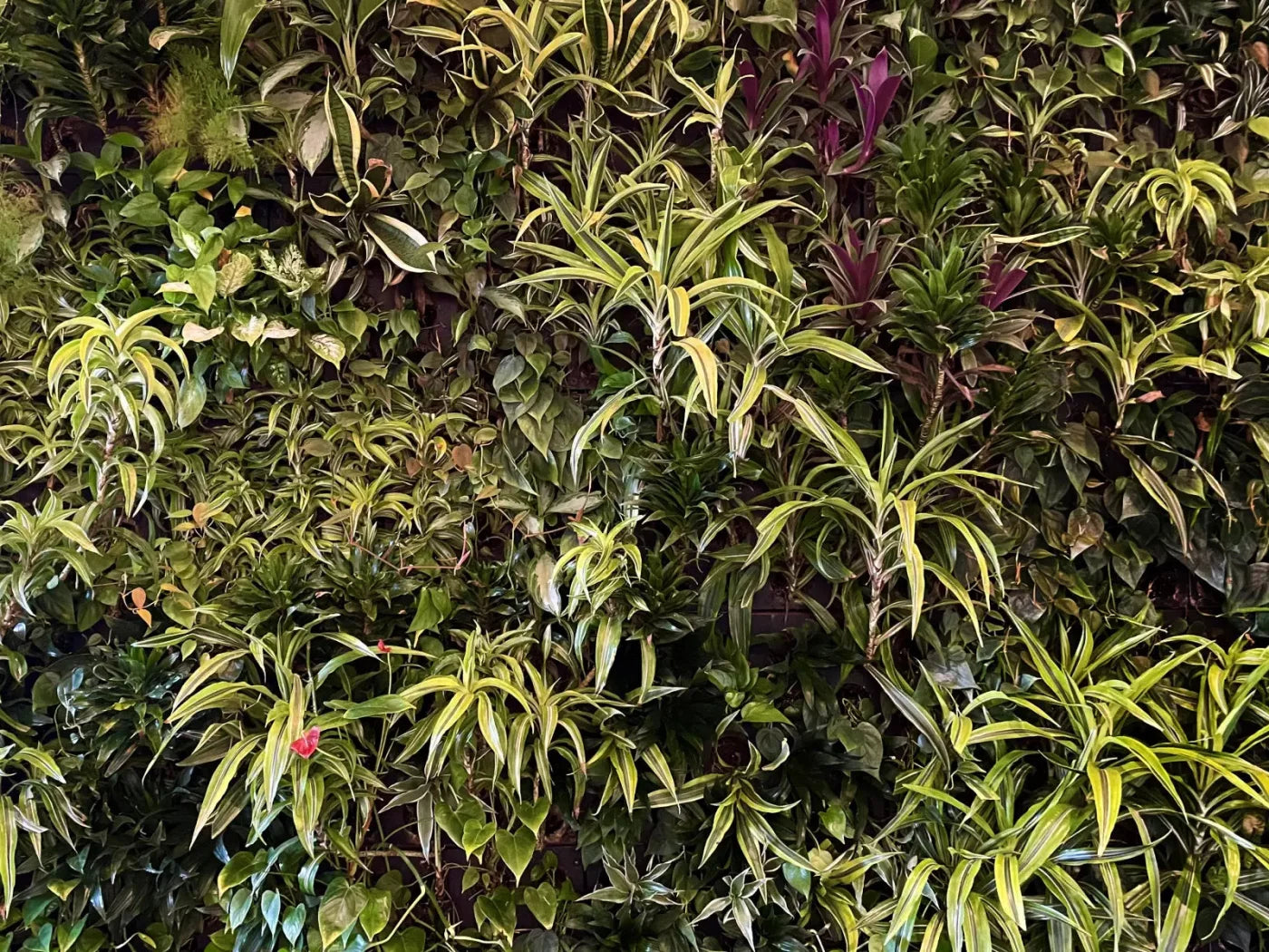 Living Wall 10X8 Fleece ( 120 X 96 Inch ) Backdrop