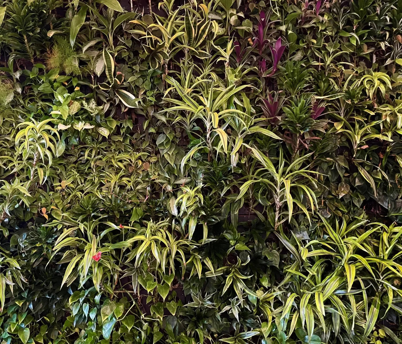 Living Wall 12X10 Ultracloth ( 144 X 120 Inch ) Backdrop