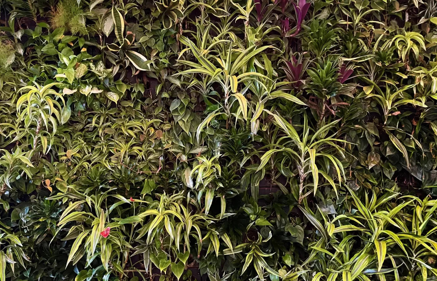 Living Wall 12X8 Ultracloth ( 144 X 96 Inch ) Backdrop