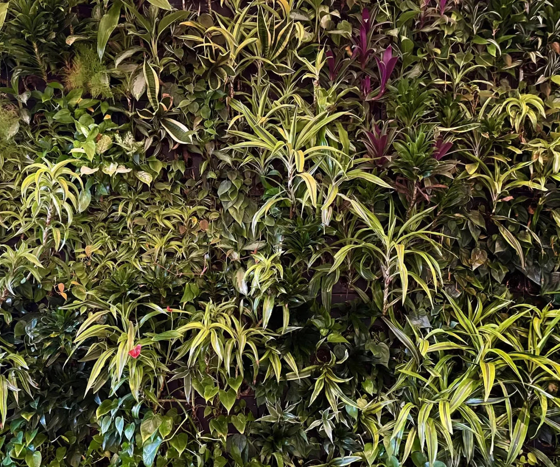 Living Wall 5X42 Fleece ( 60 X 50 Inch ) Backdrop