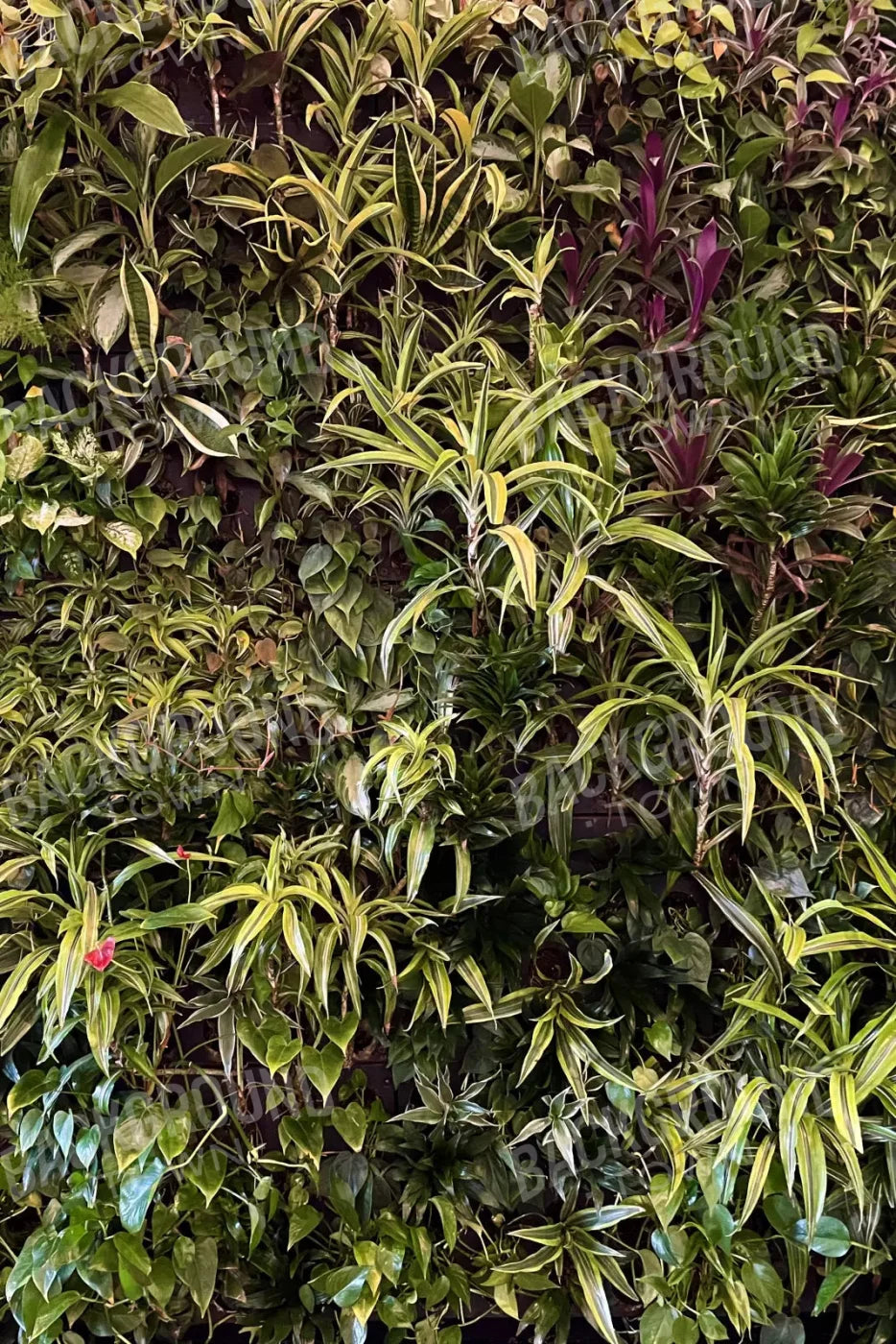 Living Wall 5X8 Ultracloth ( 60 X 96 Inch ) Backdrop