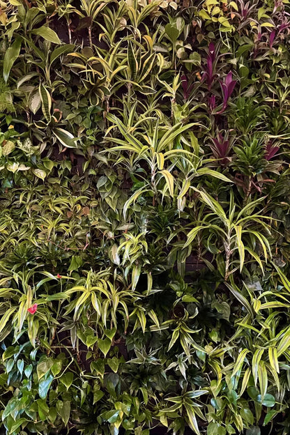 Living Wall 5X8 Ultracloth ( 60 X 96 Inch ) Backdrop