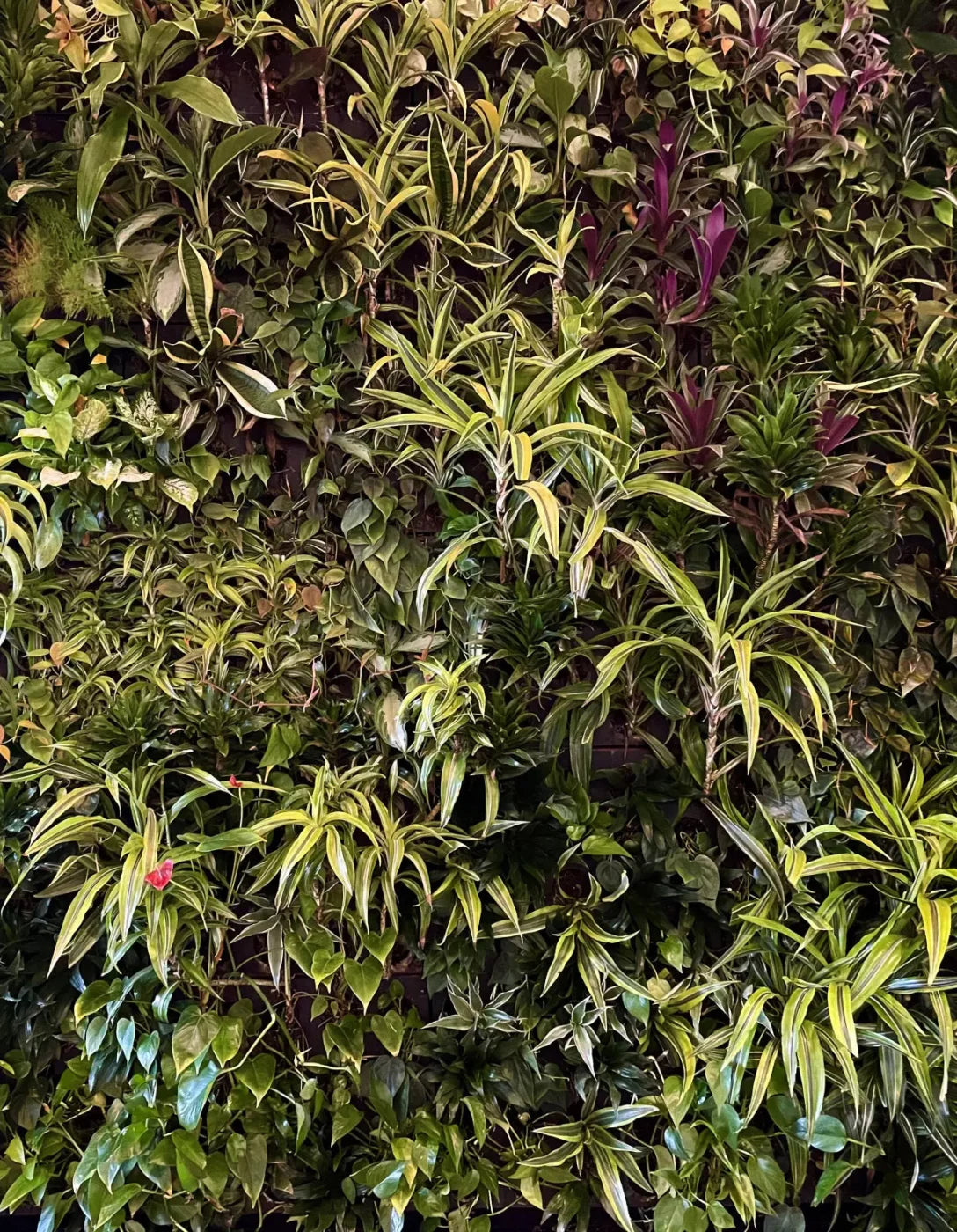 Living Wall 6X8 Fleece ( 72 X 96 Inch ) Backdrop