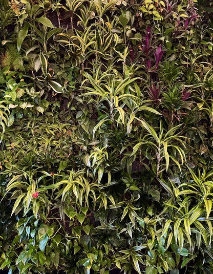 Living Wall 6X8 Fleece ( 72 X 96 Inch ) Backdrop