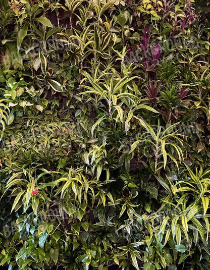Living Wall 6X8 Fleece ( 72 X 96 Inch ) Backdrop