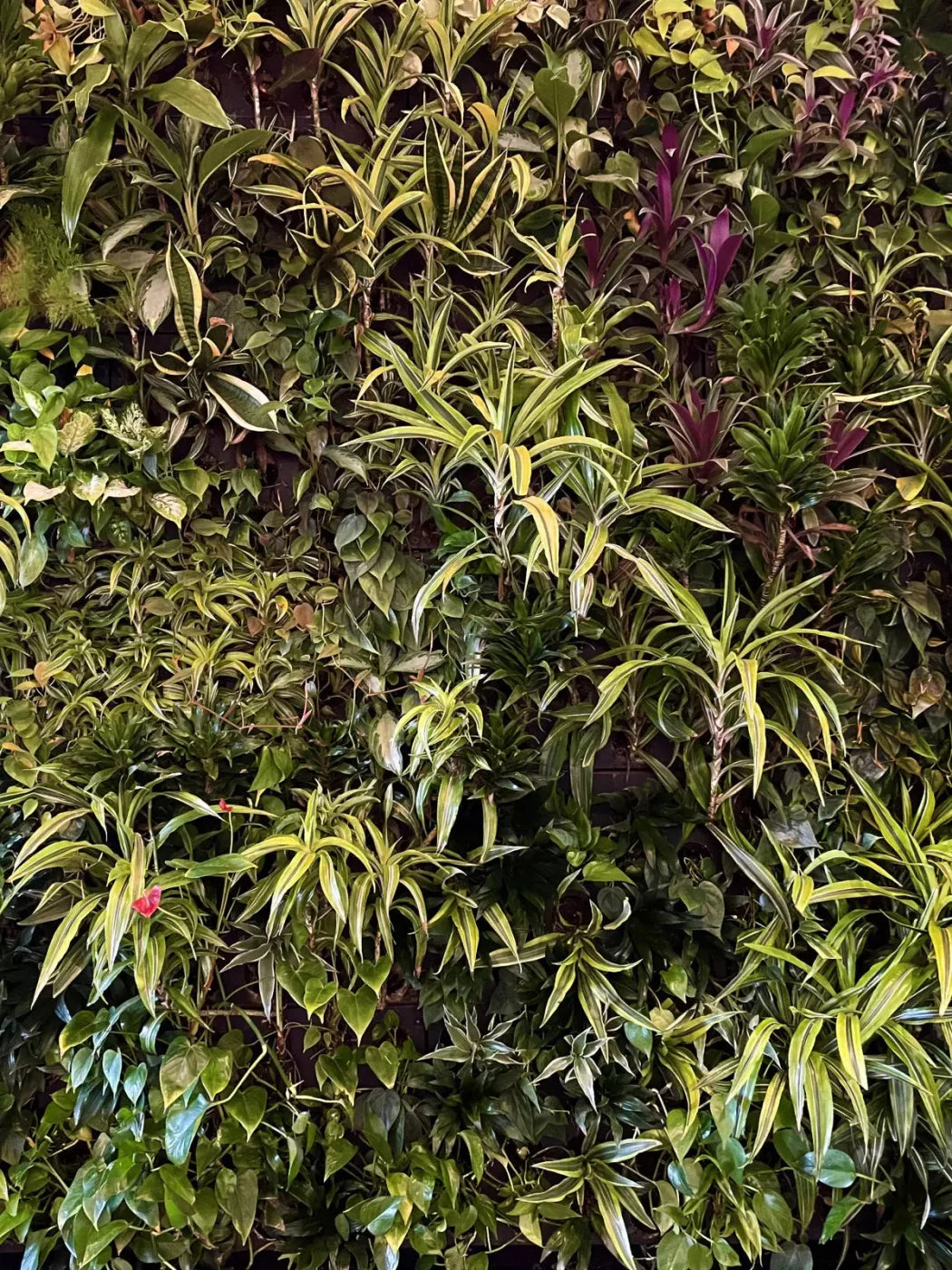 Living Wall 8X10 Fleece ( 96 X 120 Inch ) Backdrop