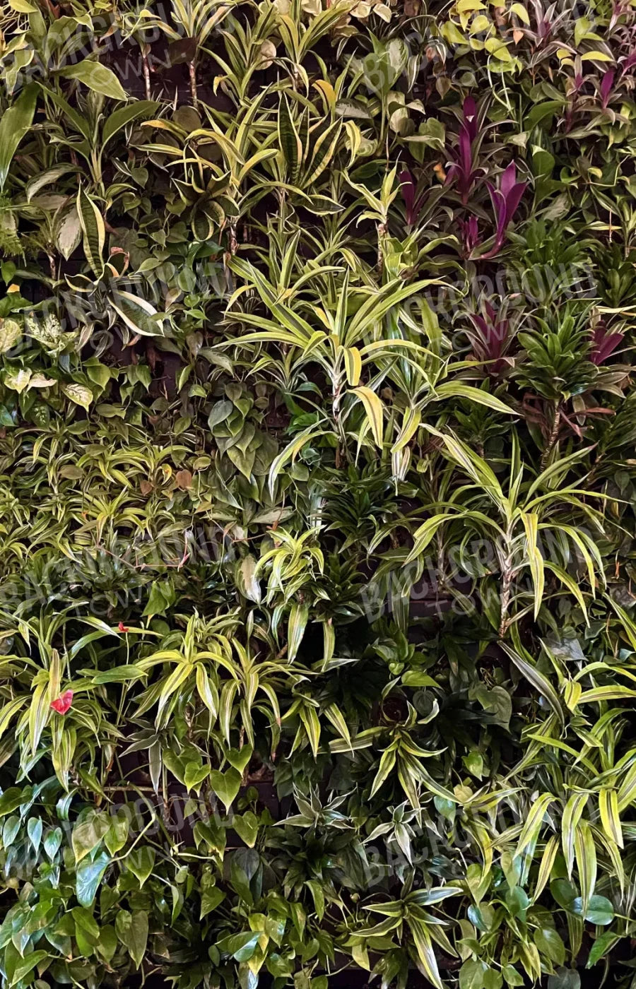 Living Wall 8X12 Ultracloth ( 96 X 144 Inch ) Backdrop