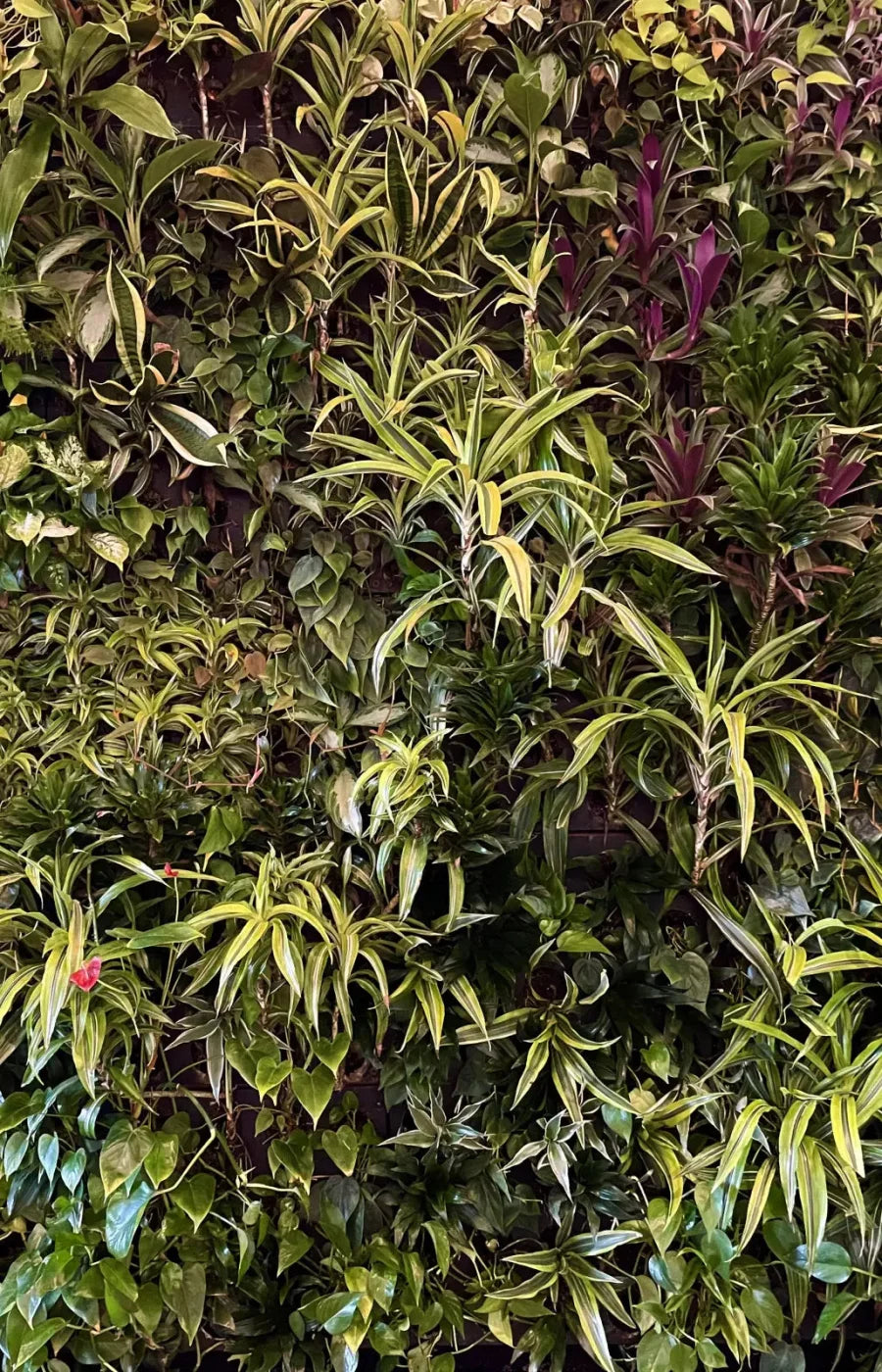 Living Wall 8X12 Ultracloth ( 96 X 144 Inch ) Backdrop