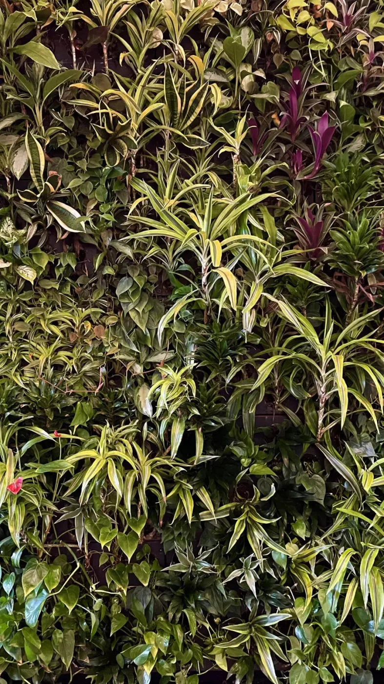 Living Wall 8X14 Ultracloth ( 96 X 168 Inch ) Backdrop
