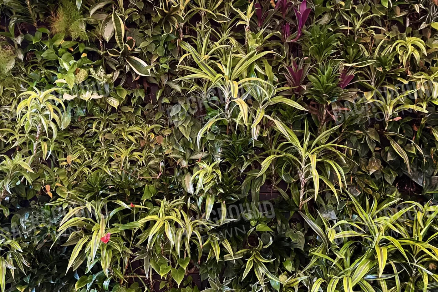 Living Wall 8X5 Ultracloth ( 96 X 60 Inch ) Backdrop