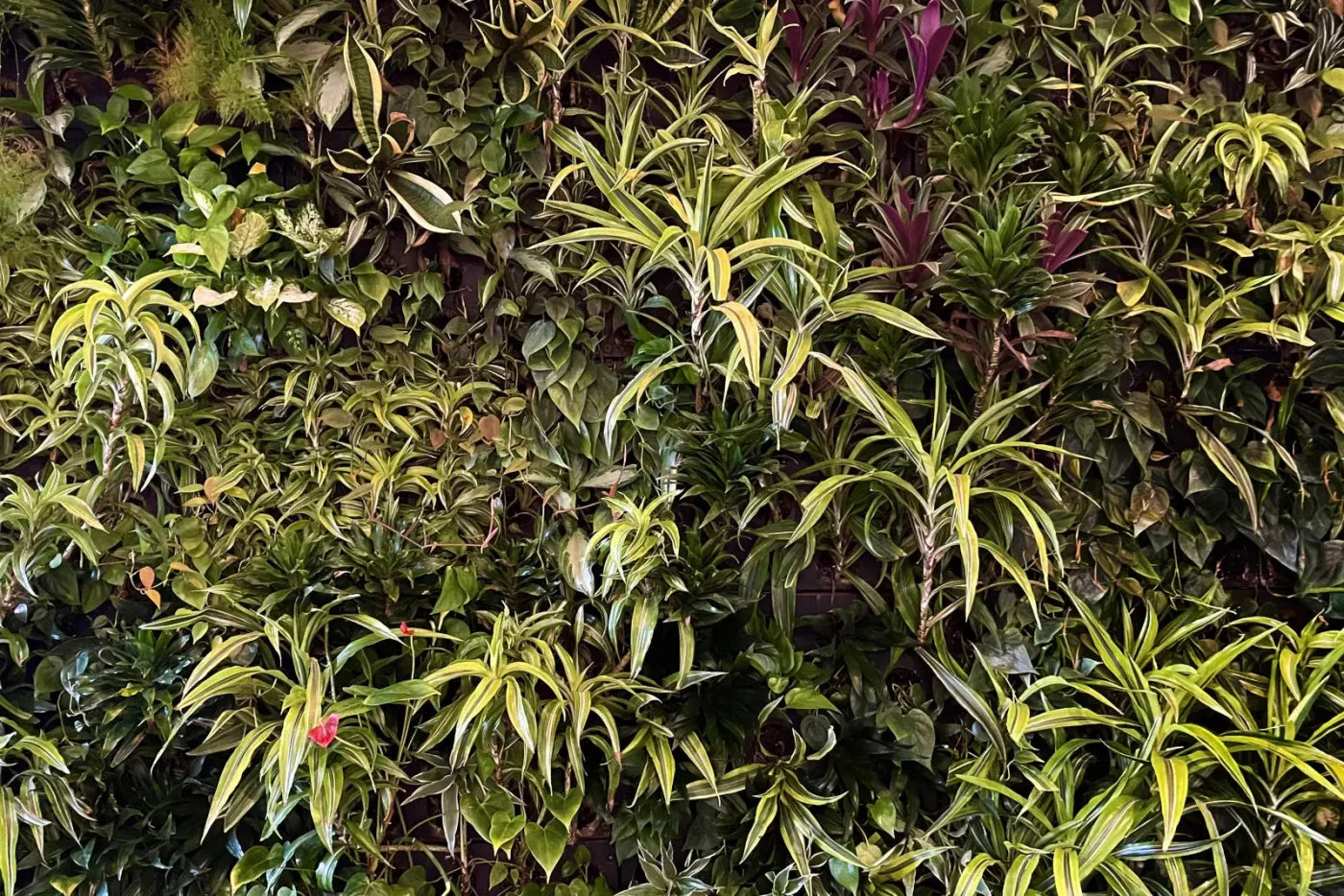 Living Wall 8X5 Ultracloth ( 96 X 60 Inch ) Backdrop