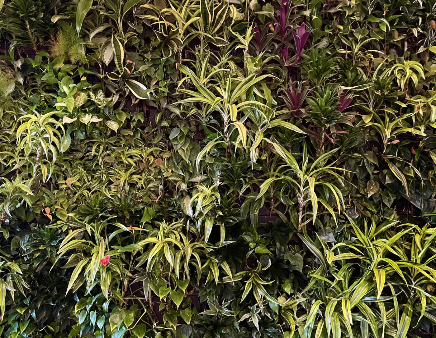 Living Wall 8X6 Fleece ( 96 X 72 Inch ) Backdrop