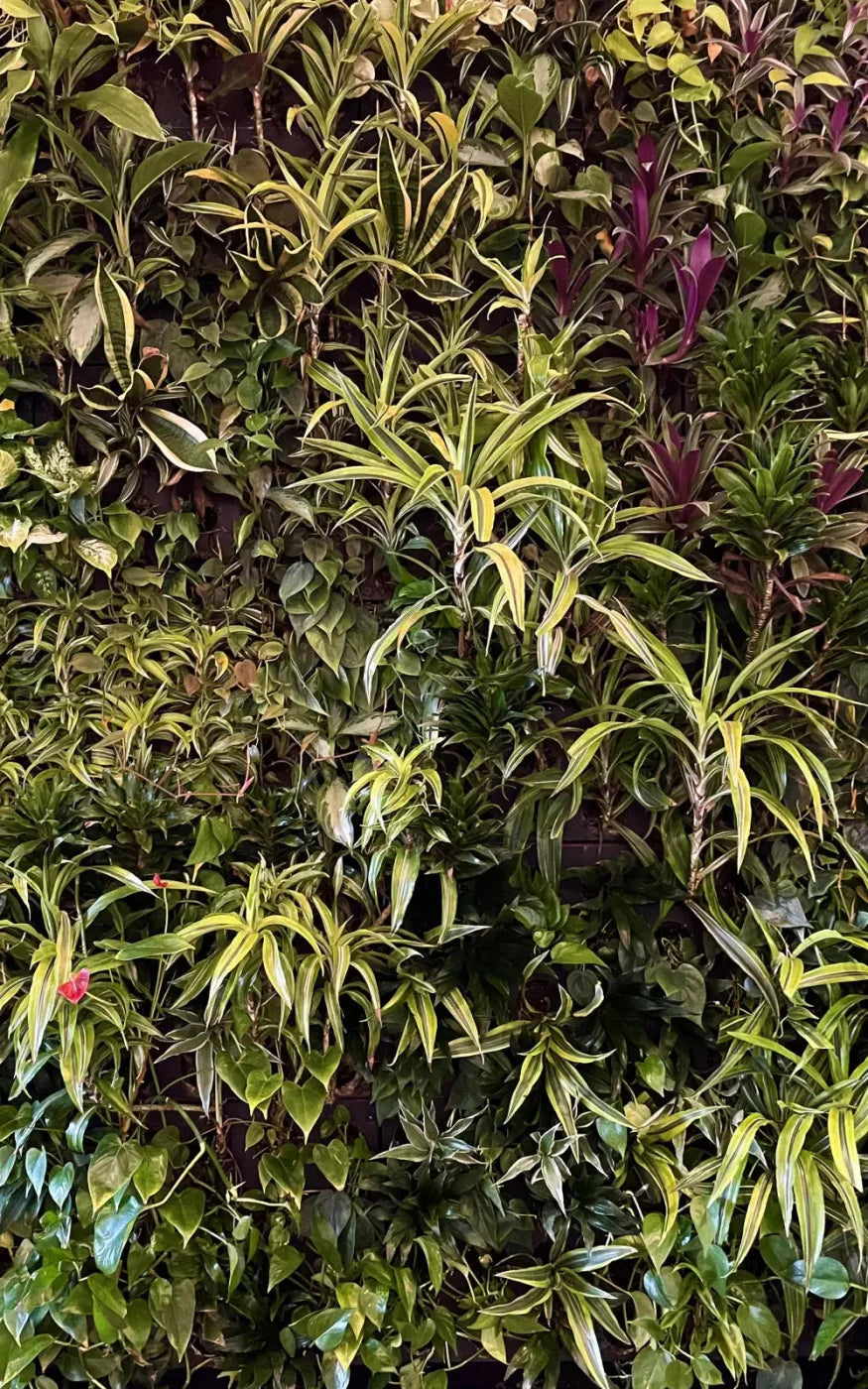Living Wall 9X14 Ultracloth ( 108 X 168 Inch ) Backdrop
