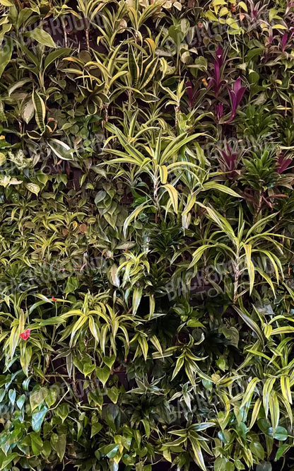 Living Wall 9X14 Ultracloth ( 108 X 168 Inch ) Backdrop