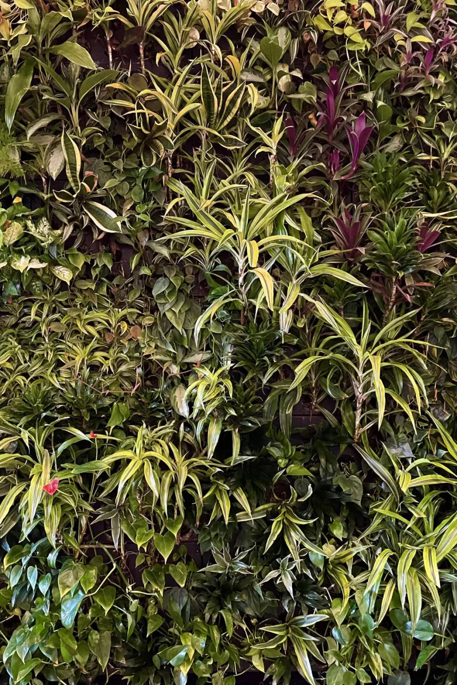 Living Wall Backdrop