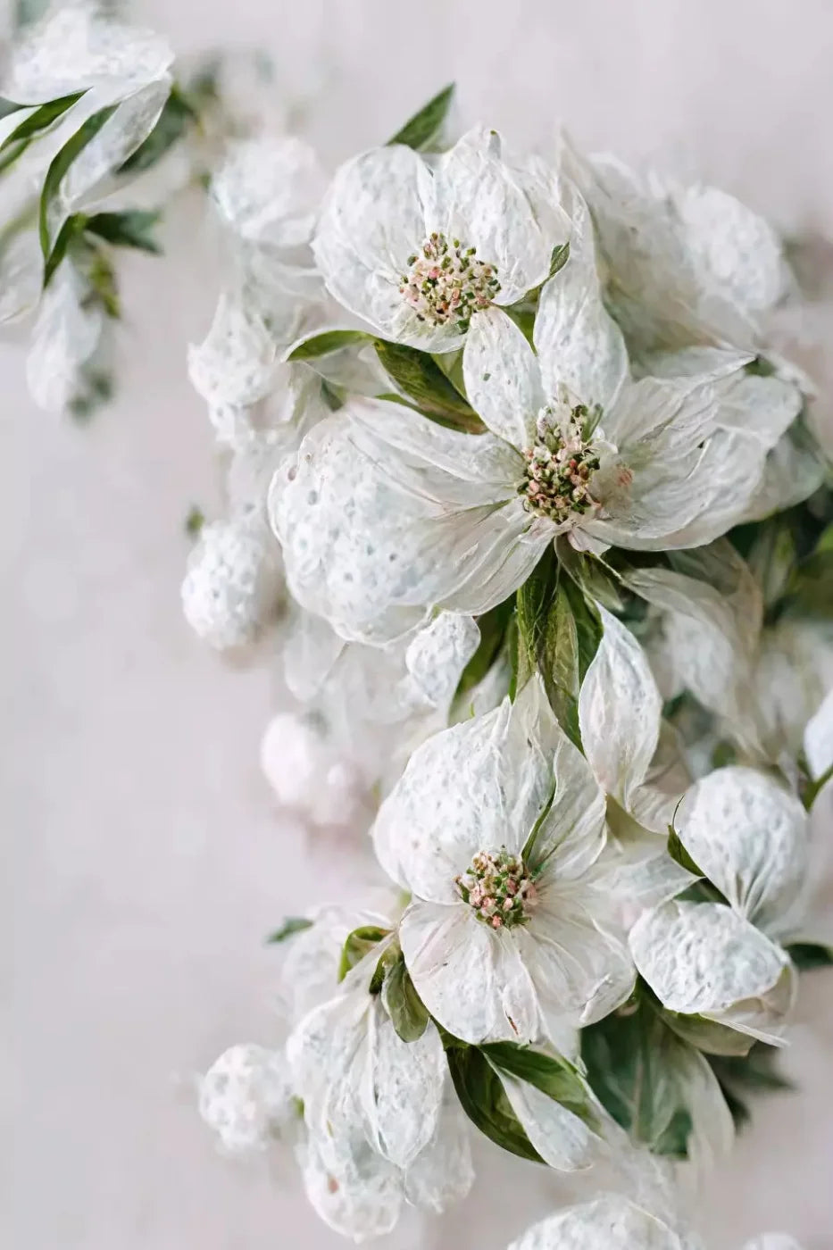 Magnolia Backdrop