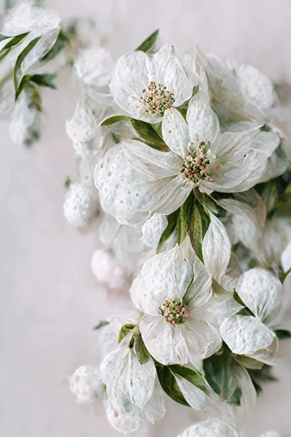 Magnolia Backdrop