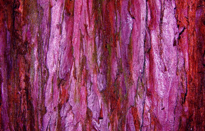 Membraine 12’X8’ Ultracloth (144 X 96 Inch) Backdrop