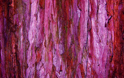 Membraine 16’X10’ Ultracloth (192 X 120 Inch) Backdrop
