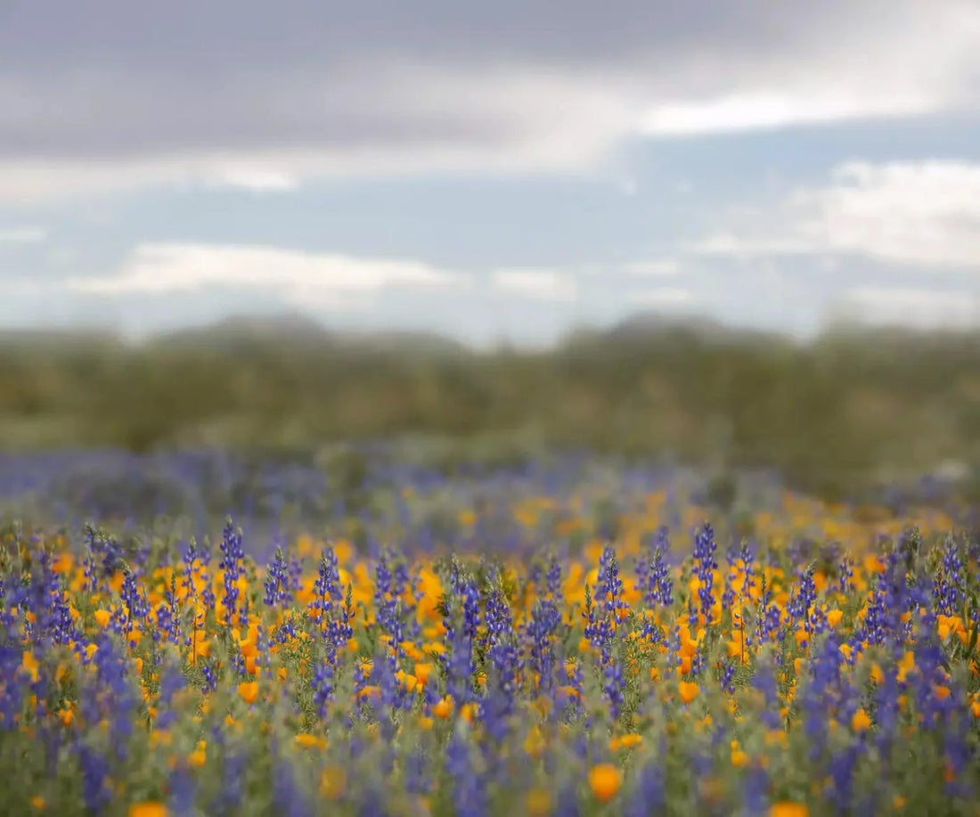 Mexican Poppies 5X42 Fleece ( 60 X 50 Inch ) Backdrop