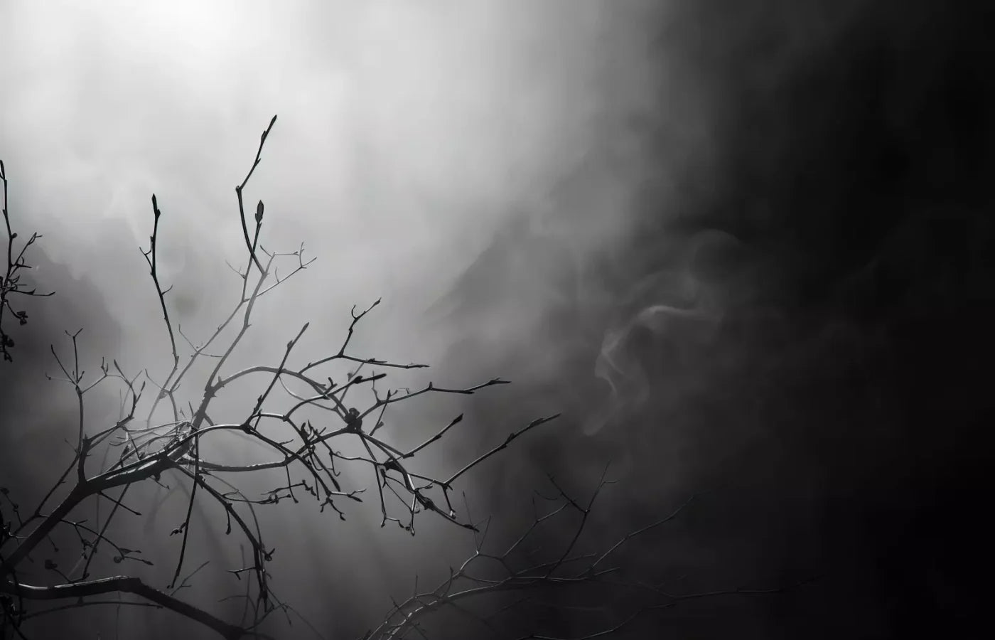 Moonlit Branch 14’X9’ Ultracloth (168 X 108 Inch) Backdrop