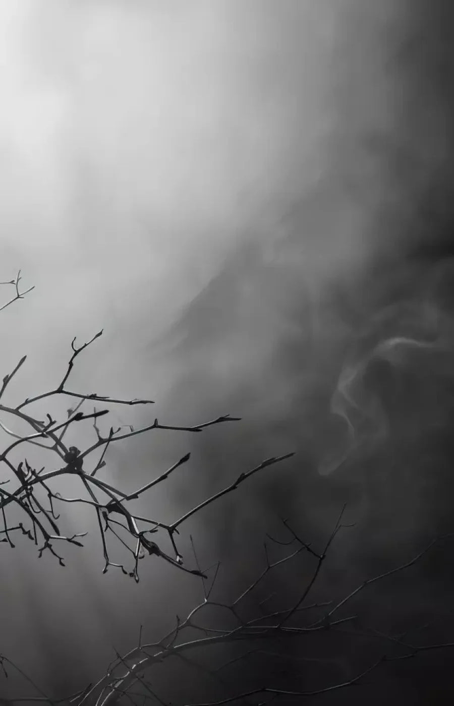 Moonlit Branch 9’X14’ Ultracloth (108 X 168 Inch) Backdrop